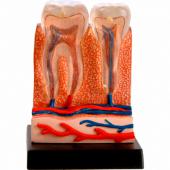 Анатомическая модель "Зубы и дёсна человека" опыты профессора Эйн-О COG e2370tg