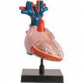Анатомическая модель "Сердце человека" ТМ Профессор Эйн-О COG e2370ht
