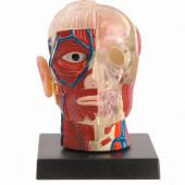 Анатомическая модель "Мозг и череп человека"  профессор Эйн-О COG e2370bs